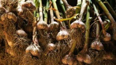 Dışarıda taze sarımsak kuruyor.