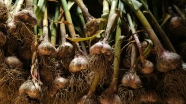 Dışarıda taze sarımsak kuruyor.