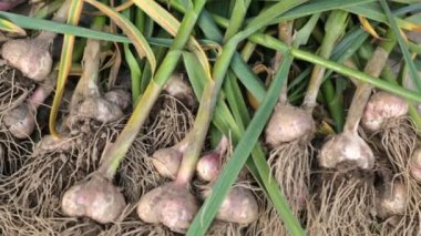 Dışarıda taze sarımsak kuruyor.