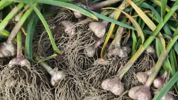 Fresh garlic drying outside — Stock Video