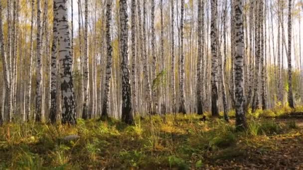 Sonbaharda huş ağacı korusu — Stok video