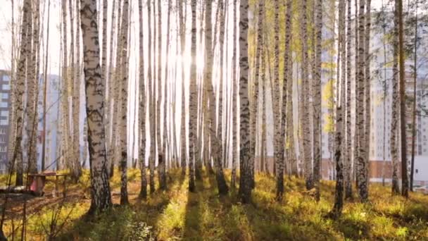 Abedul en otoño — Vídeo de stock