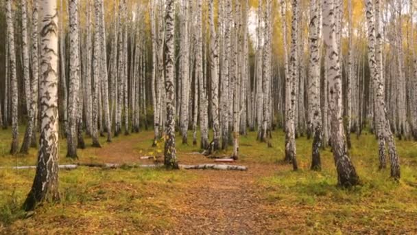 Abedul en otoño — Vídeo de stock