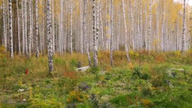 Sonbaharda huş ağacı korusu
