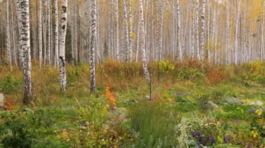 Sonbaharda huş ağacı korusu