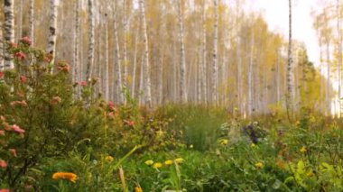 Sonbaharda huş ağacı korusu