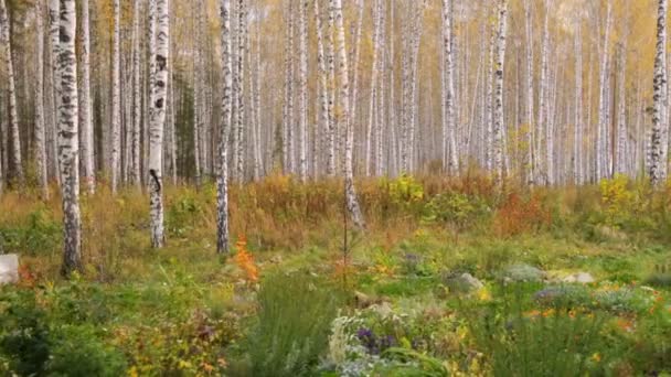 Gaj brzozowy jesienią — Wideo stockowe