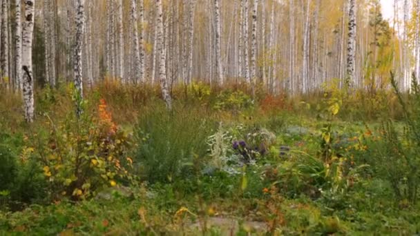 Nyírfa liget ősszel — Stock videók