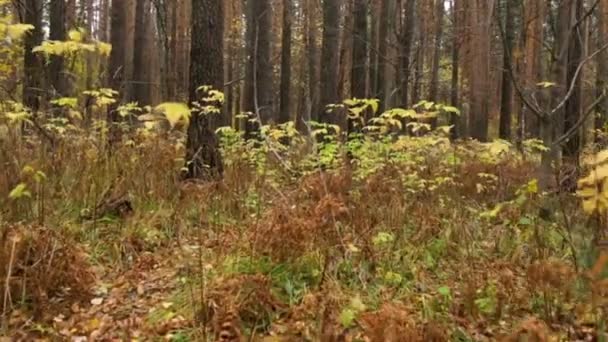 Sonbahar ormanlarında yürürken — Stok video