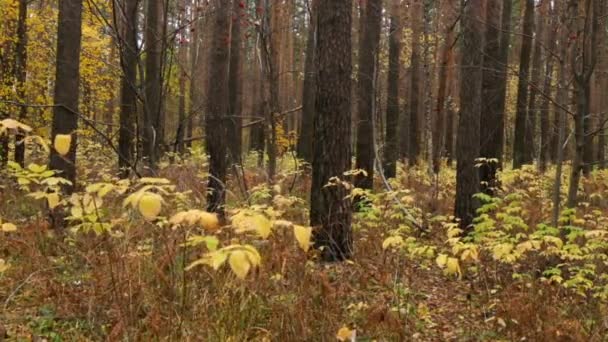 Podzimní období v lese — Stock video