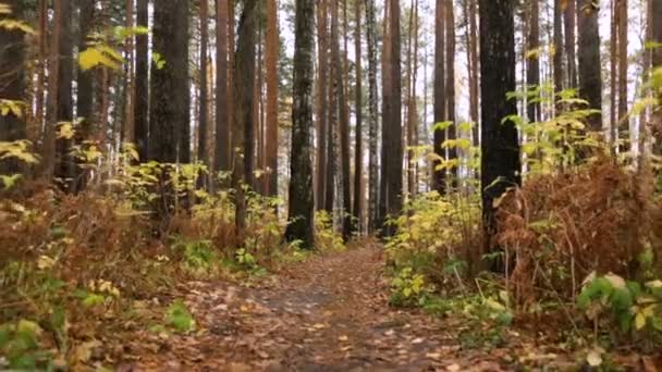 Procházka podzimním lesem — Stock video
