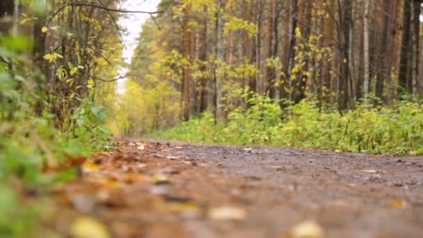 Mann läuft in Herbstpark — Stockvideo