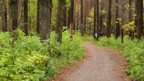 Caminar por un sendero en el parque — Vídeo de stock