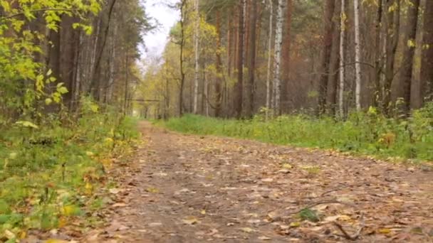 Kleines Mädchen läuft in Herbstpark — Stockvideo