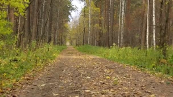 Kleines Mädchen läuft in Herbstpark — Stockvideo