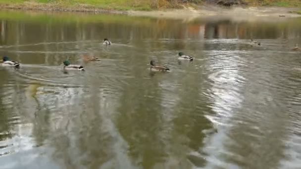 Patos na lagoa — Vídeo de Stock