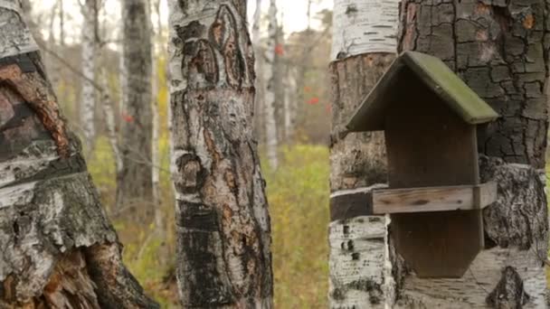 Casa de aves de madera en el abedul — Vídeos de Stock