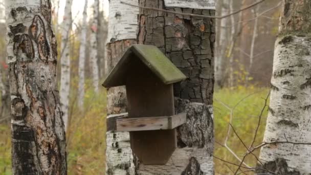 Casa de aves de madera en el abedul — Vídeos de Stock