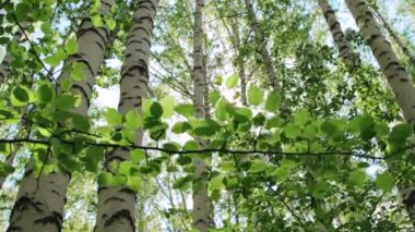 Güneşli bir günde takdire şayan huş ağacı ormanı