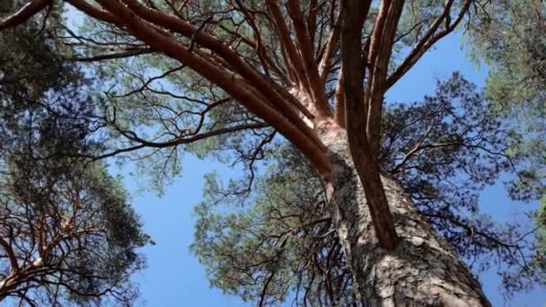 Stor tallskog i skogen — Stockvideo