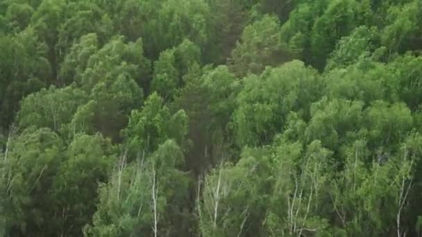 Silný vítr v březovém lese — Stock video