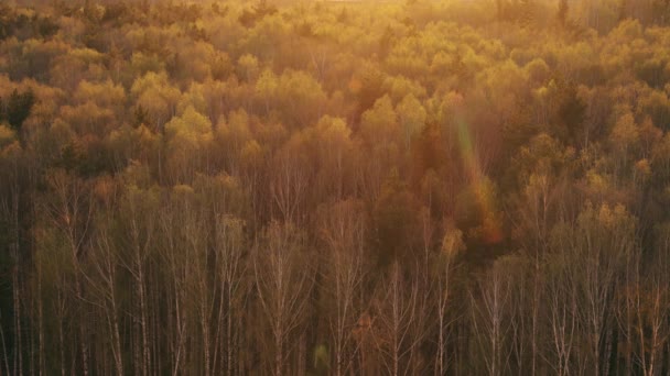 Foresta di betulla in luce del tramonto — Video Stock