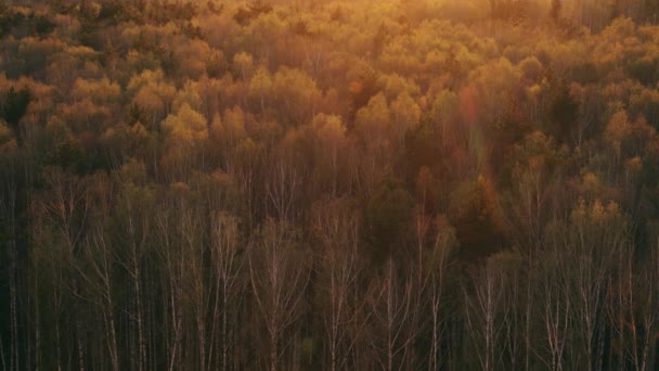 Berkenbos bij zonsondergang licht — Stockvideo