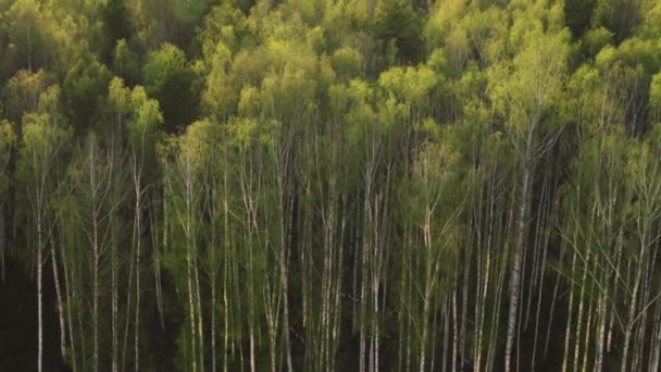 Березовый лес в лучах заката — стоковое видео
