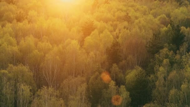 Foresta di betulla in luce del tramonto — Video Stock