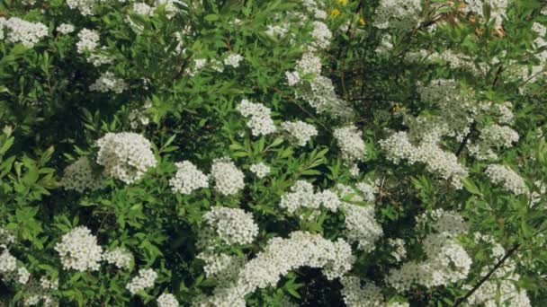 Spiraea in voller Blüte in Nahaufnahme — Stockvideo