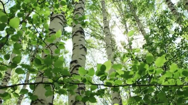 Admirable bosque de abedul en un día soleado — Vídeo de stock