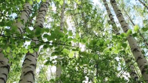 Admirable bosque de abedul en un día soleado — Vídeo de stock