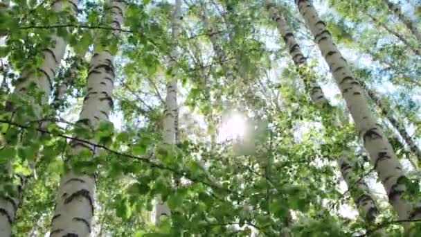 Güneşli bir günde takdire şayan huş ağacı ormanı — Stok video