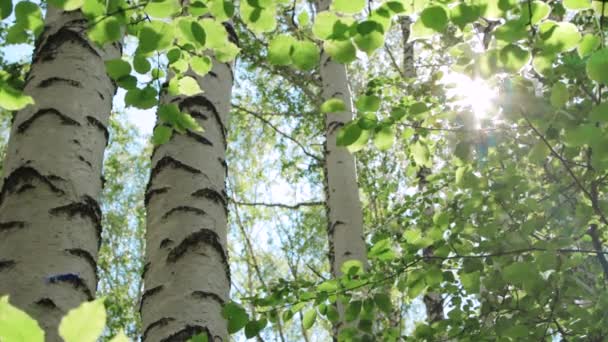 Admirable forêt de bouleaux dans une journée ensoleillée