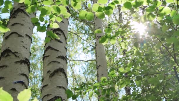 Admirable bosque de abedul en un día soleado — Vídeo de stock