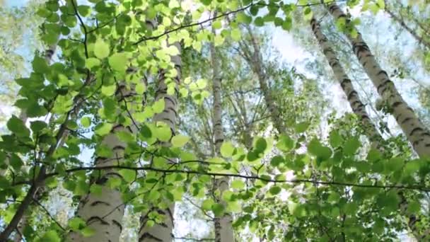 Csodálatra méltó nyírfa erdő napsütésben — Stock videók
