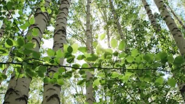 Admirable bosque de abedul en un día soleado — Vídeo de stock