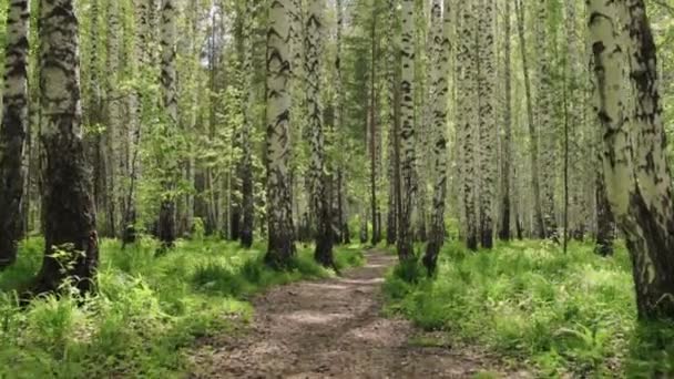 Admirable bosque de abedul en un día soleado — Vídeos de Stock