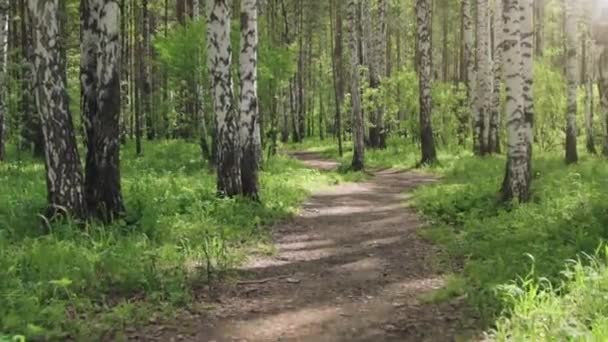 Чарівний березовий ліс в сонячний день — стокове відео