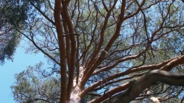 Ormanda büyük bir çam ağacı