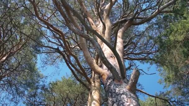 Gran pinetree en el bosque — Vídeo de stock