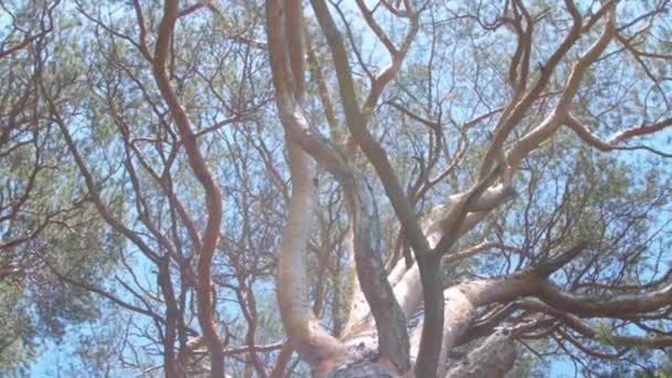 Großer Kiefernbaum im Wald — Stockvideo