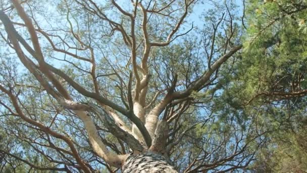 Großer Kiefernbaum im Wald — Stockvideo