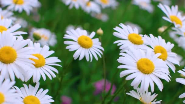 Hermosas margaritas grandes en el campo — Vídeos de Stock