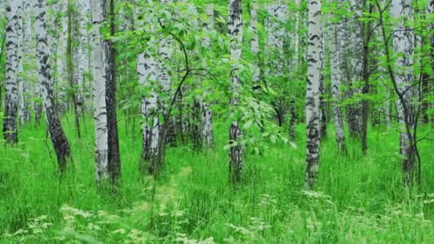 Admirable bosque de abedul en verano — Vídeos de Stock