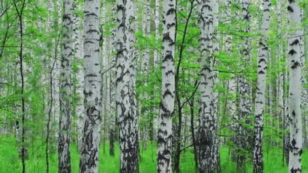 Admirable forêt de bouleaux en été