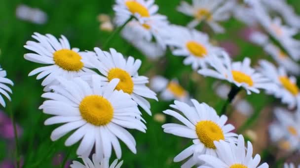 Hermosas margaritas grandes en el campo — Vídeos de Stock