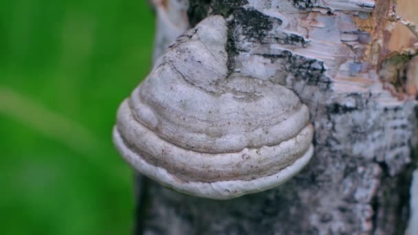 Chaga fungus on a birch — Stock Video