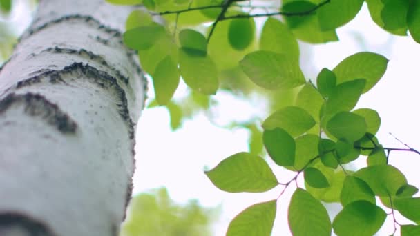 Björk träd i skogen på sommaren — Stockvideo