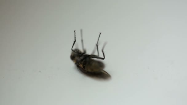 Voler sur le rebord de la fenêtre en gros plan